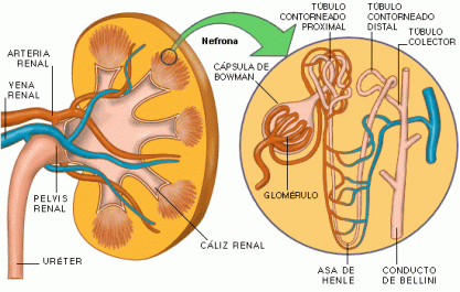 fisiologia del riñón